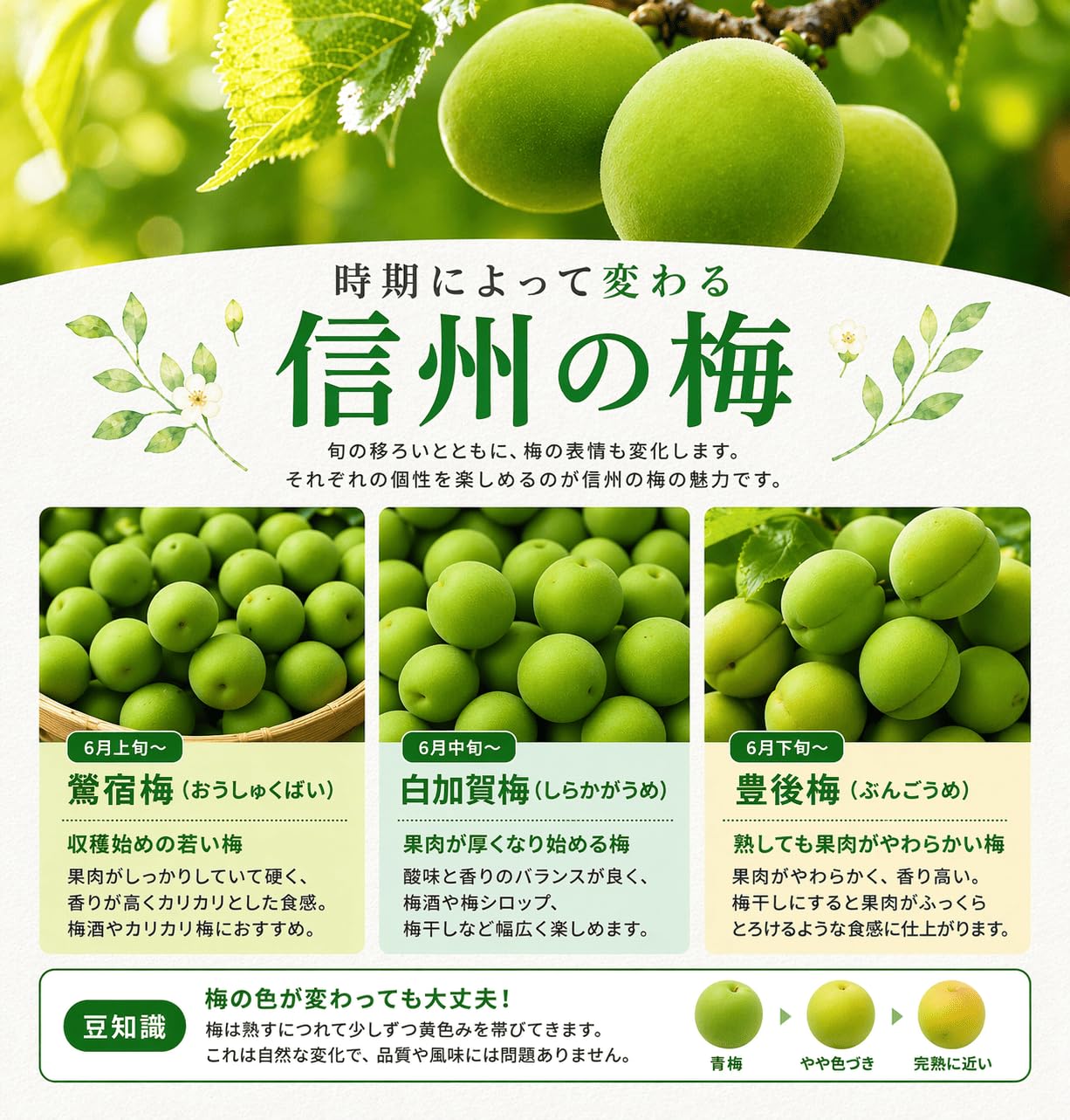 Amazon.co.jp: ちょっと訳あり 完熟梅 中梅 梅干し用 信州産 クール便